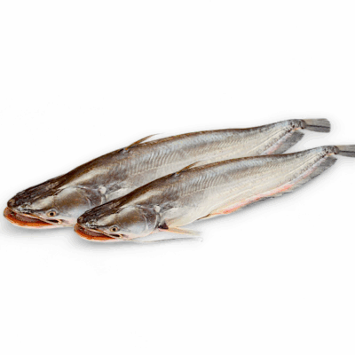 Boal Fish- বোয়াল মাছ