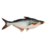 Pangash Fish- নদীর পাঙ্গাস মাছ