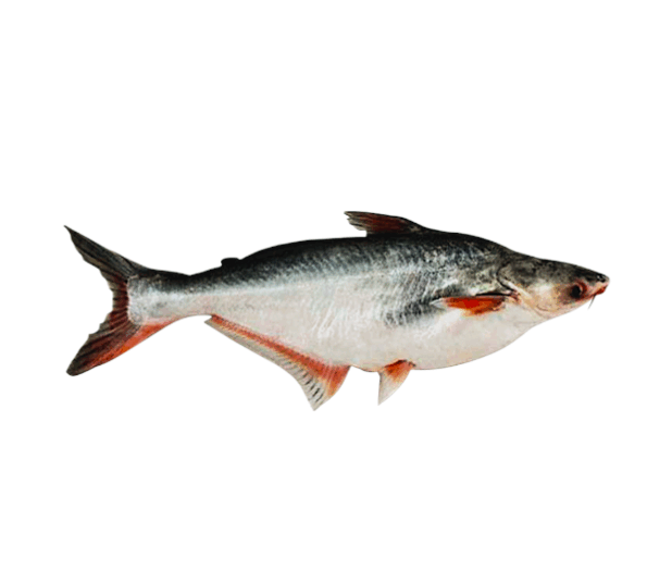 Pangash fish