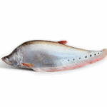 Chitol Fish- চিতল মাছ