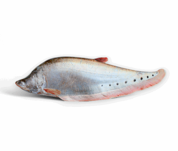 Chitol fish