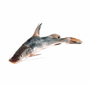 Deshi ayer fish