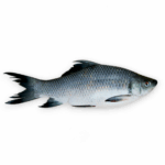 Kalibaush Fish- কালিবাউশ মাছ