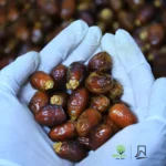 Dabbas Dates (দাব্বাস খেজুর)