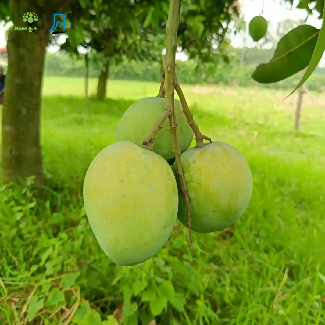 হাড়িভাঙ্গা আম - Harivanga Mango image-2